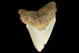 Bargain, Fossil Megalodon Tooth - North Carolina #124637-1